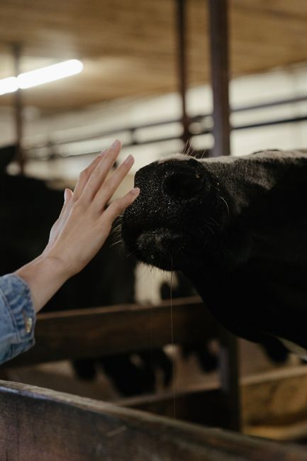 A close-up view of a person's hand, with fingers extended, gently touching the snout of a black cow inside a stable or barn. The cow's nose is moist and black, with a slight sheen from the lighting, and a thin stream of saliva hanging from its mouth. The background shows wooden beams and part of the stable structure, with another cow partially visible behind the first. The setting appears to be indoors with soft, diffused lighting. This scene depicts a calm interaction between the person and the animal, relevant to rural or agricultural environments often associated with farm management and waste handling, aspects that may be managed through private collection or on-site clearance services provided by companies such as House Clearance Barnes.